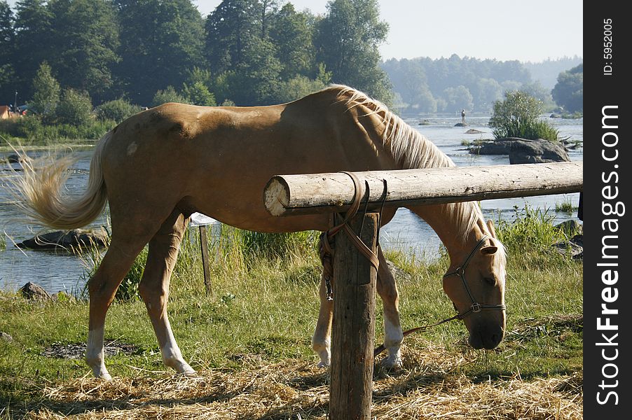 Horse grazes in meadow near river