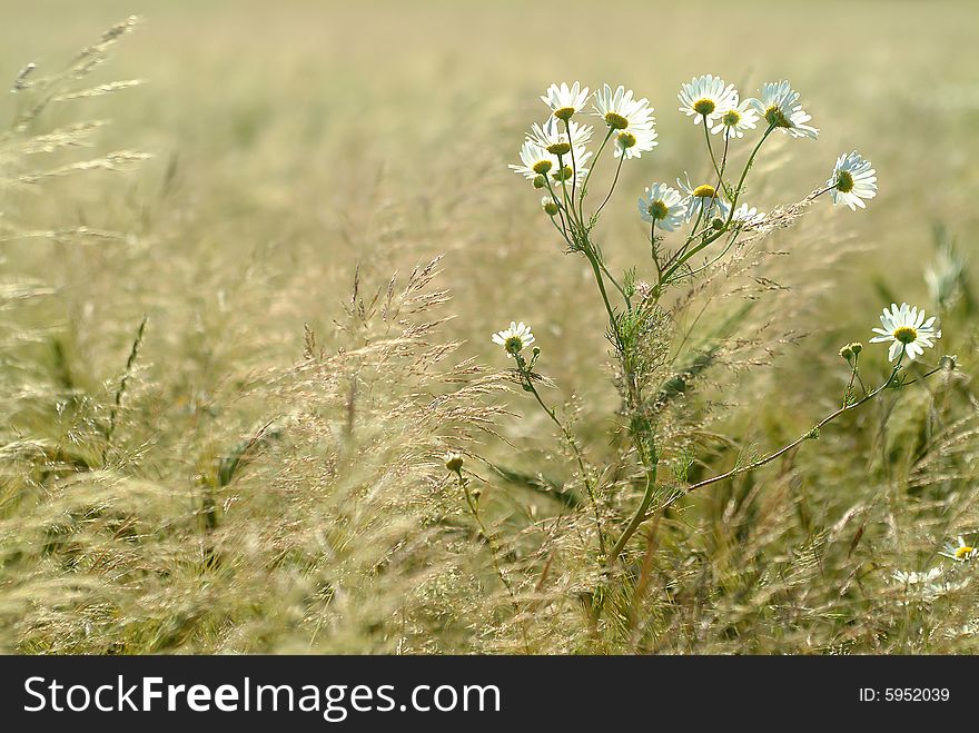Camomile plant in a meadow of hungary in the springtime