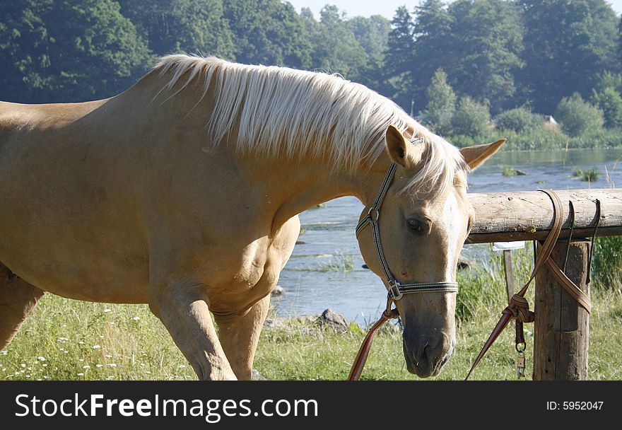 Horse grazes in meadow near river