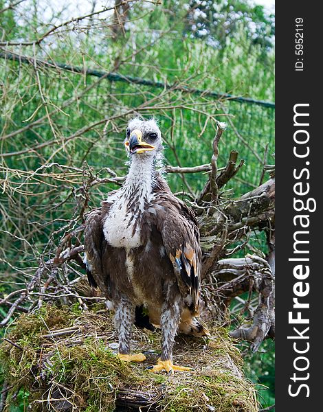 Small closed eagle in the cage in zoological garden. Small closed eagle in the cage in zoological garden