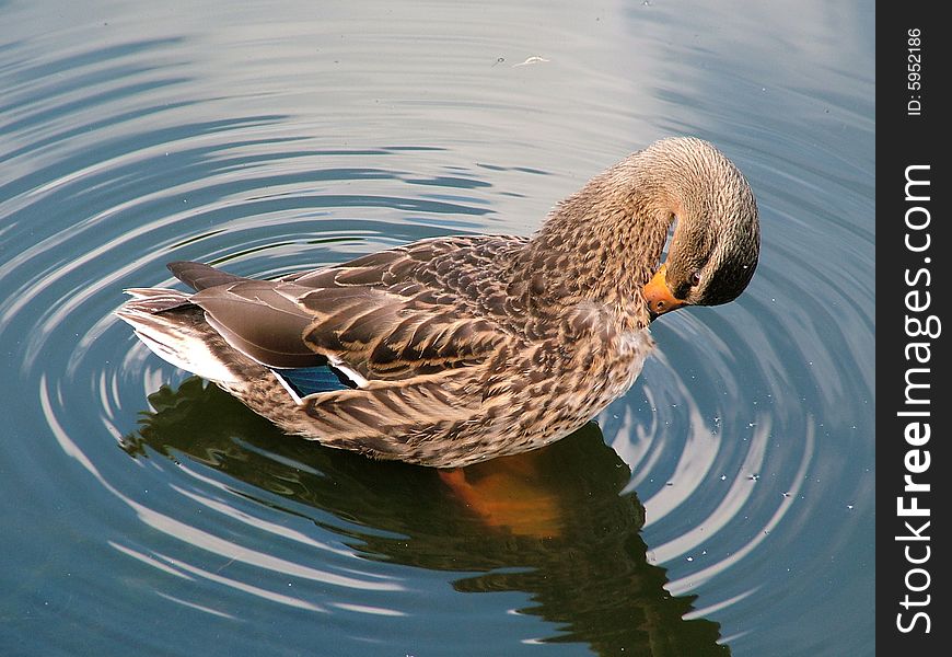 A duck cleaning itself while making a beautiful ripple in the water!