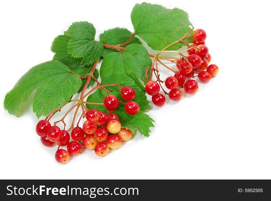 Red wild berries isolated on white. Red wild berries isolated on white