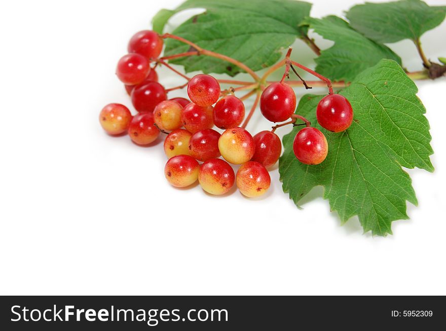 Red wild berries isolated on white. Red wild berries isolated on white