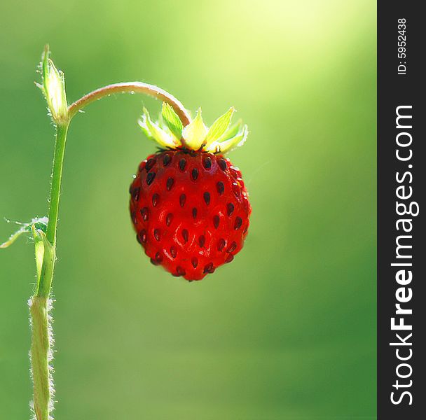 Wild strawberry in close up