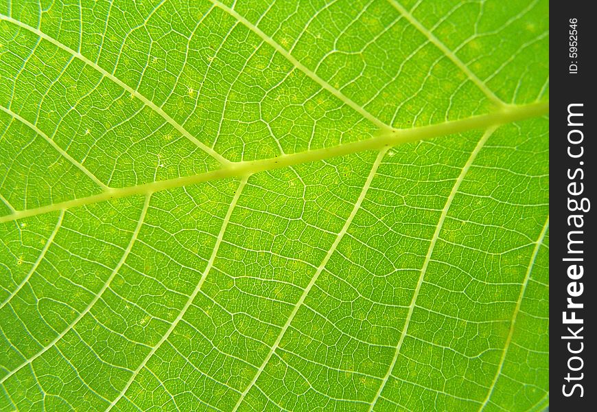 Close up of the walnut leaf texture