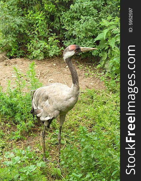 Crane in the zoological garden, colored photo