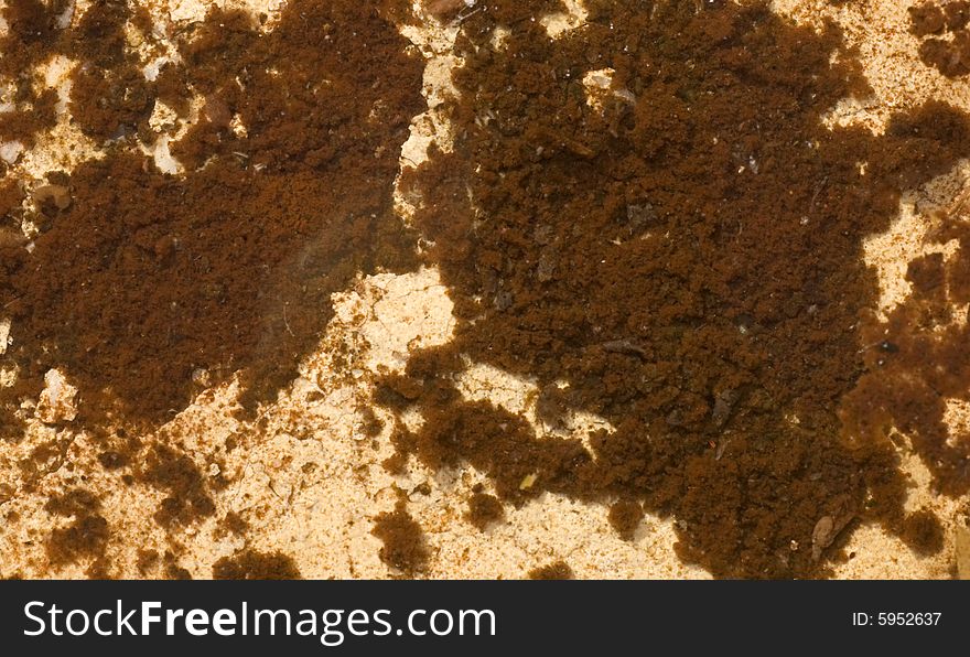 Brown algae growing can be used as background