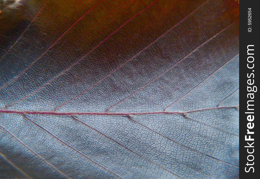 Close up of the dark maroon leaf texture