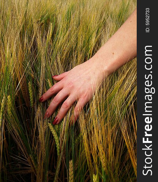 Female hand on the barley. Female hand on the barley