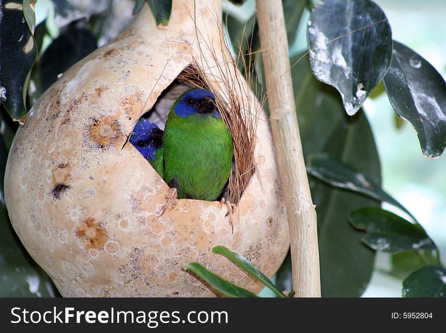 Colorful exotic bird standing in a nest