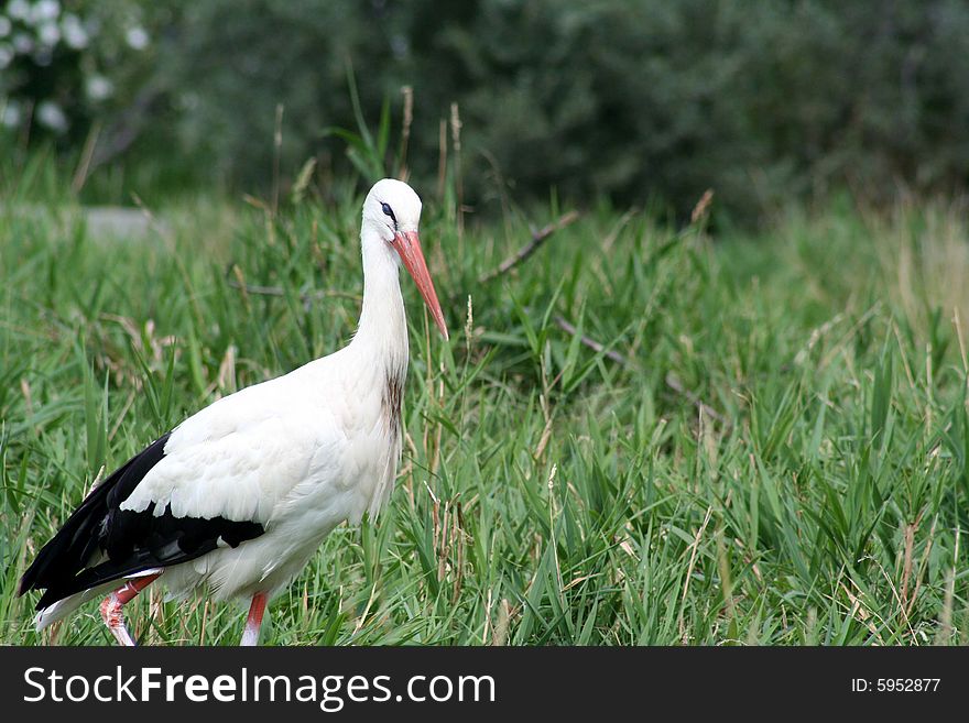 Colorful exotic bird standing in the grass