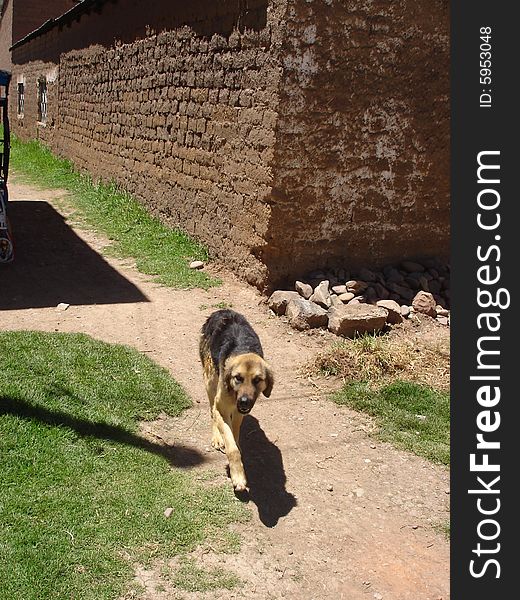 Peruvian Dog