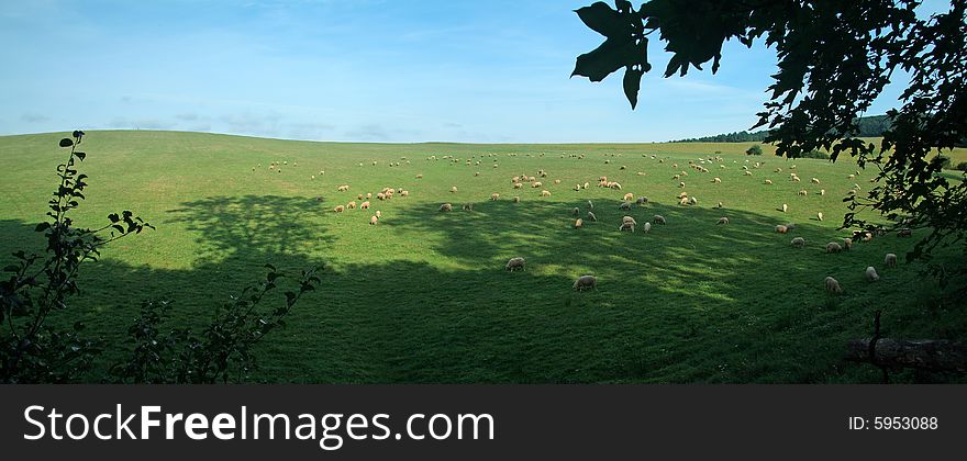 Several sheep feeding on green field, sunny weather, panorama. Several sheep feeding on green field, sunny weather, panorama
