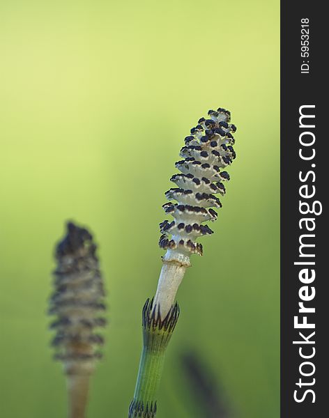 Two heads of a seaweed, close-up image with green blur background.