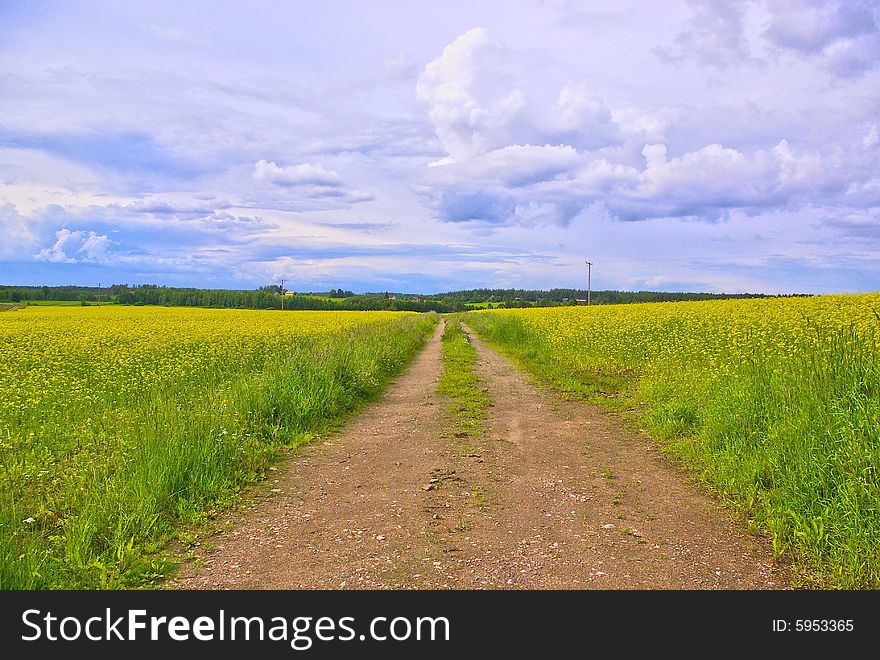 A road goes through the yellow field. A road goes through the yellow field