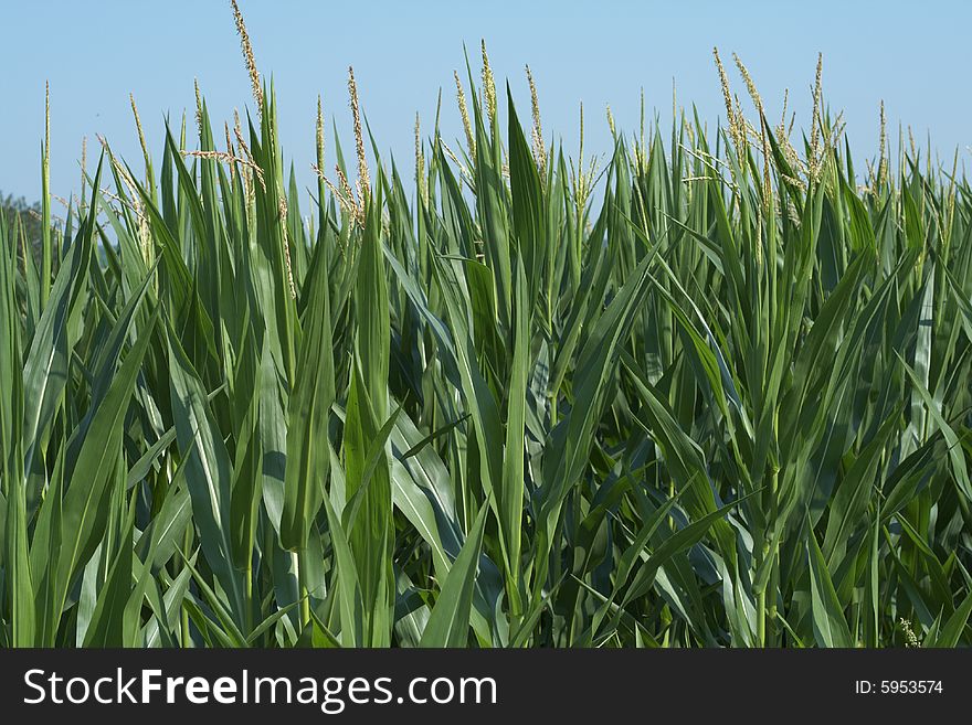 Corn in the field against blue sky