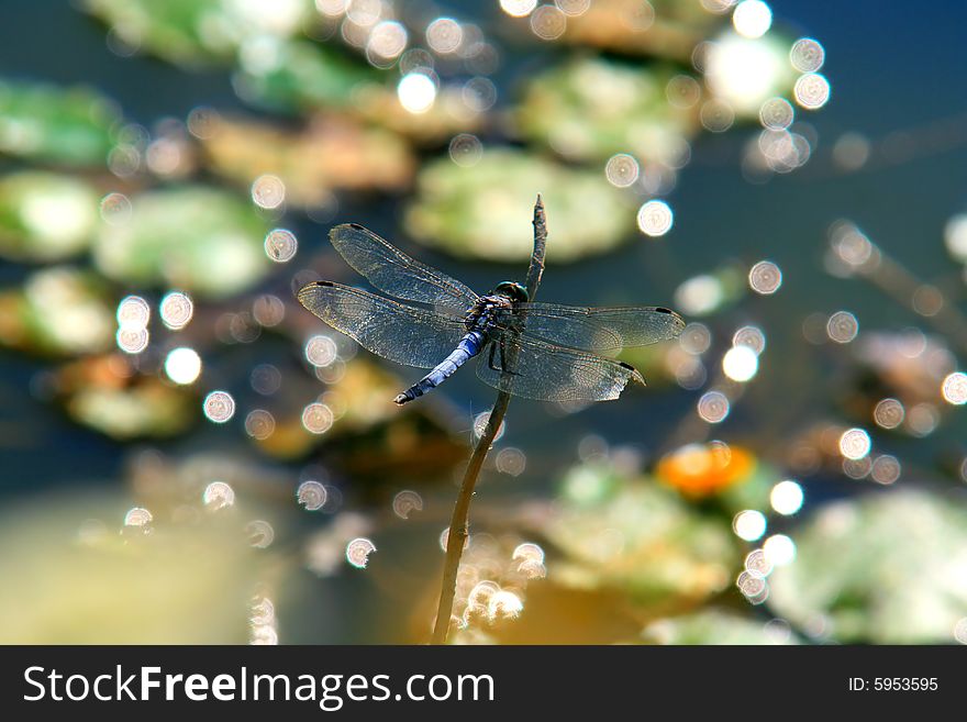 Blue dragonfly on a branch above the watter