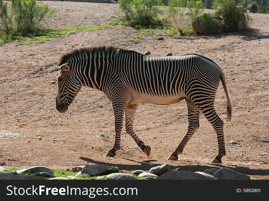 Lone Zebra walking in an arid area