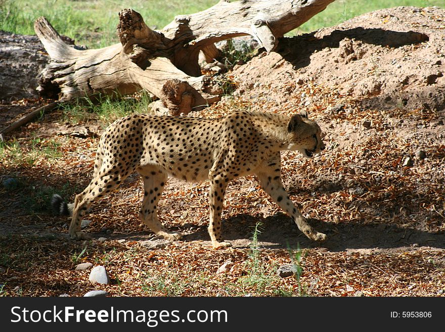Beautiful Cheetah walking in nature