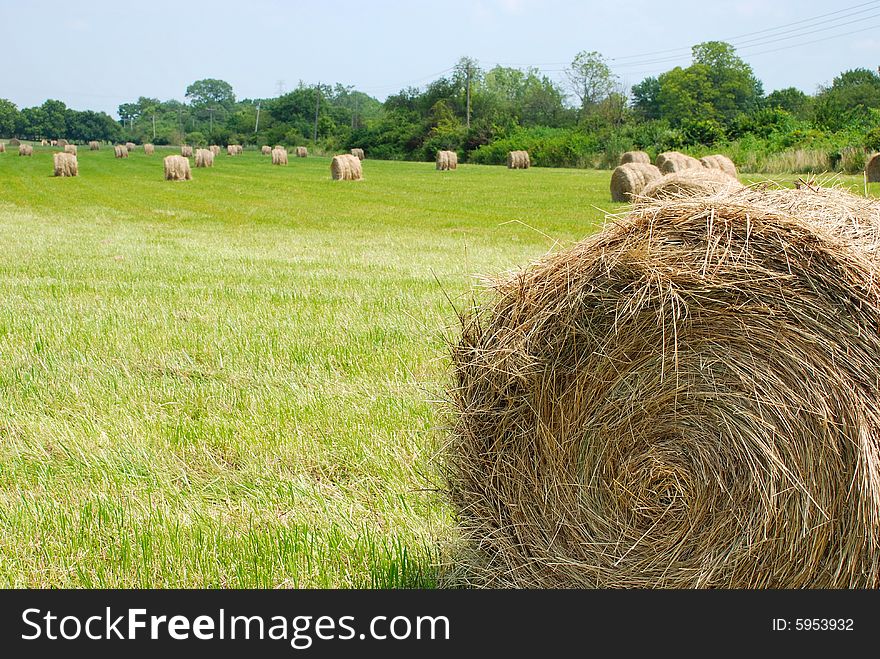 This is a shot of a Midwestern states hay field. The hay has been baled in a round fashion as opposed to rectangular. This is a shot of a Midwestern states hay field. The hay has been baled in a round fashion as opposed to rectangular.