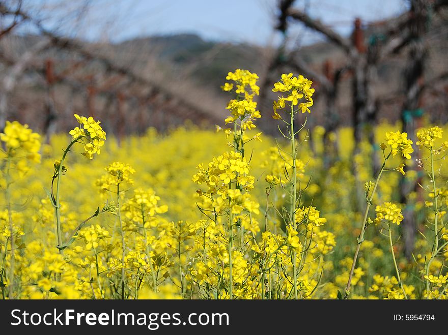 Wine field in Napa Valley. Wine field in Napa Valley