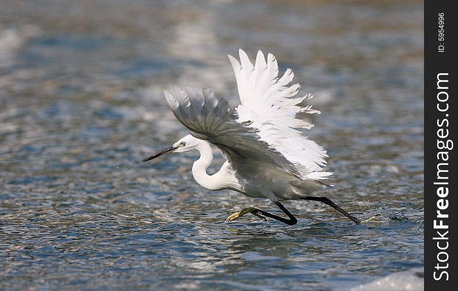 An egret  bird looking fish on watter