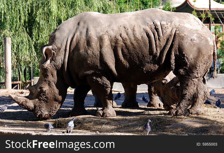 Great portrait  of an rhinoceros taken at the Buenos Aires Zoo