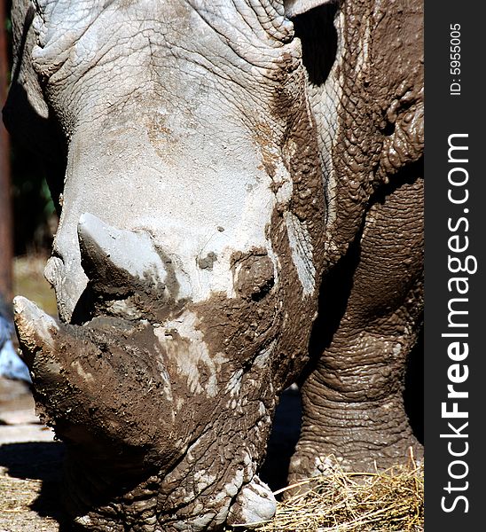 Close up portrait  of an Rhinoceros taken at the Buenos Aires Zoo