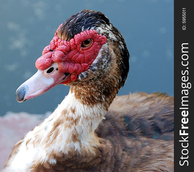 Very Interesting looking duckl taken at the Buenos Aires Zoo. Very Interesting looking duckl taken at the Buenos Aires Zoo