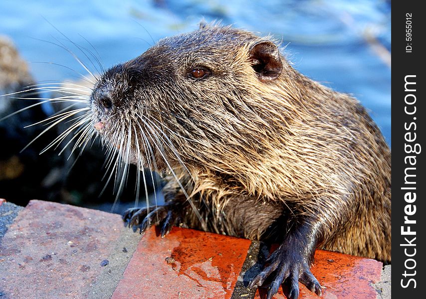 Great portrait  of an adorable rodent at the Buenos Aires Zoo. Great portrait  of an adorable rodent at the Buenos Aires Zoo