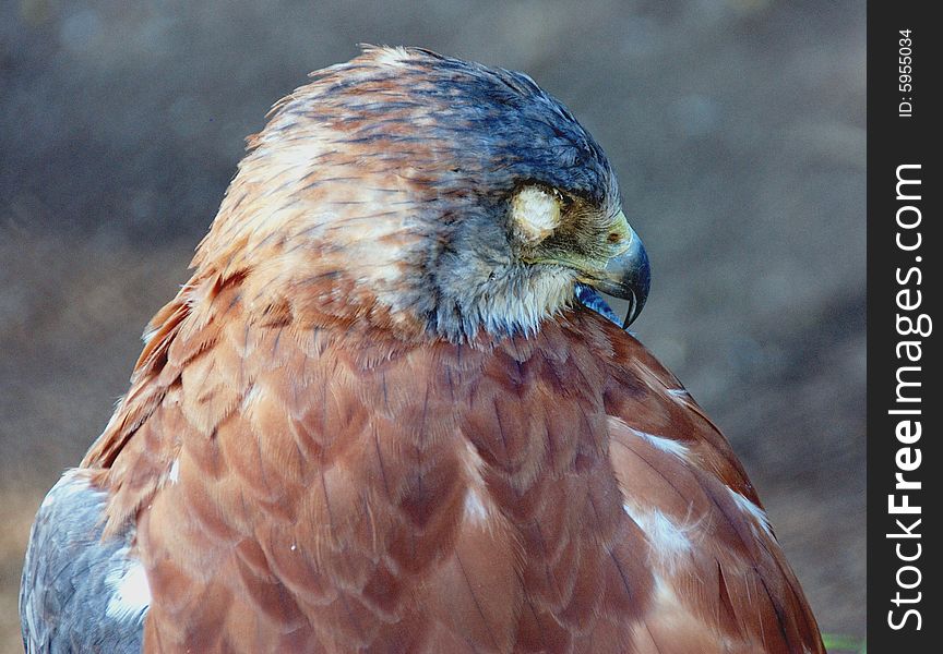 Great portrait  of a brown hawk taken at the Buenos Aires Zoo