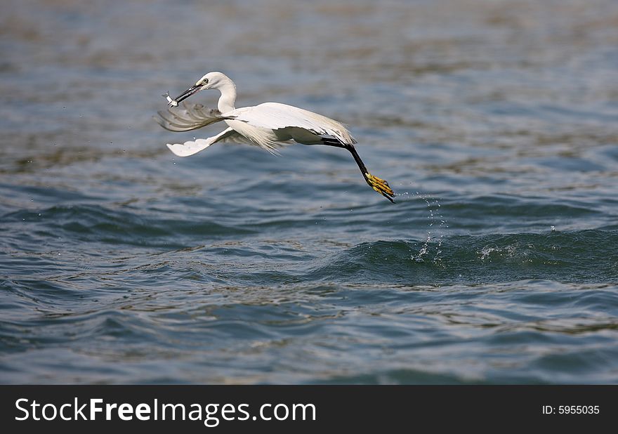 Egret Hunting