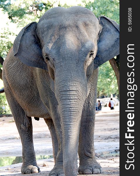 Great portrait  of an elephant taken at the Buenos Aires Zoo