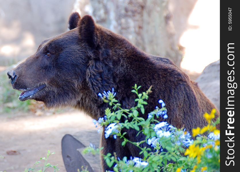 Portrait of a Brown Bear taken at the Buenos Aires Zoo