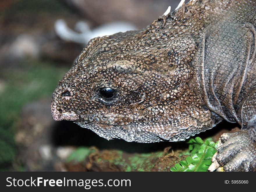 Rare Lizard taken at the Buenos Aires Zoo