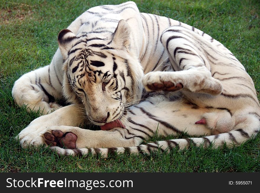 Beautiful Albino Bengal Tiger cleaning himself taken at the Buenos Aires Zoo