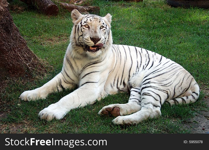 Beautiful Albino Bengal Tiger taken at the Buenos Aires Zoo