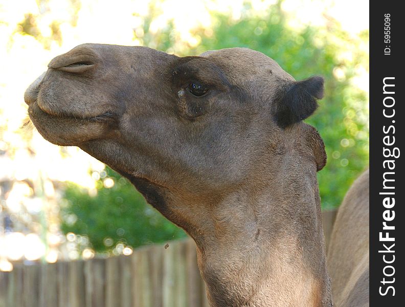 Great portrait  of an adorable camel taken at the Buenos Aires Zoo. Great portrait  of an adorable camel taken at the Buenos Aires Zoo