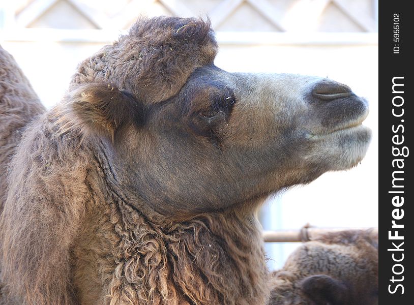 Great portrait  of an adorable camel taken at the Buenos Aires Zoo. Great portrait  of an adorable camel taken at the Buenos Aires Zoo