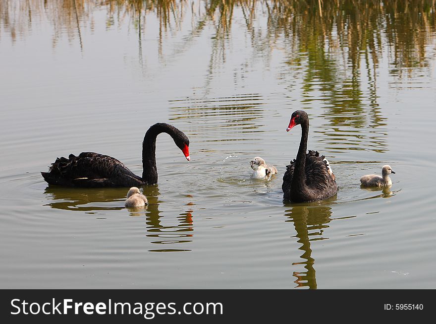 Black swan parents look after their new baby birds. Black swan parents look after their new baby birds