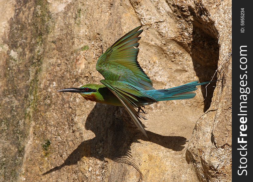 Bee eater flight out form its home