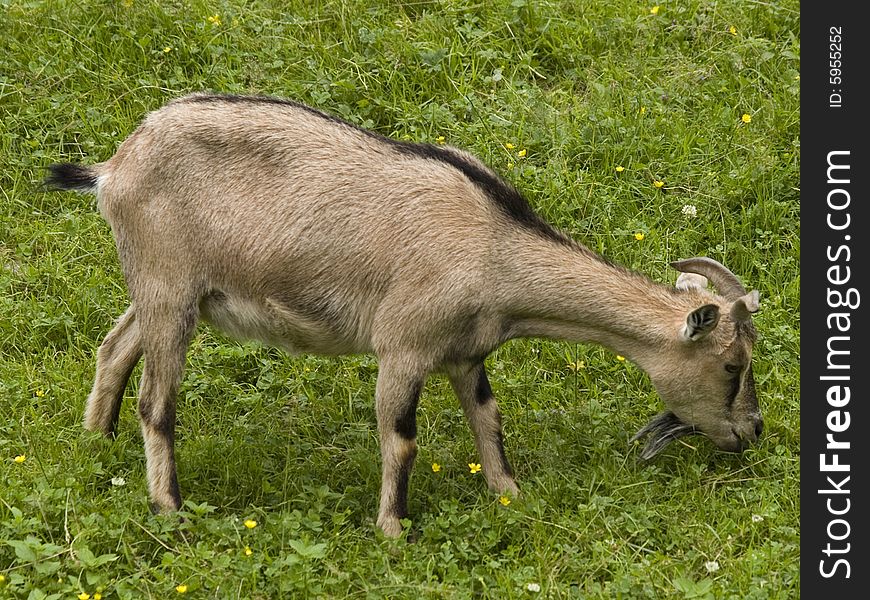 A goat grazing on the field in spring