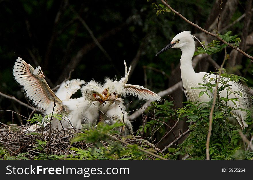 Egret and her baby