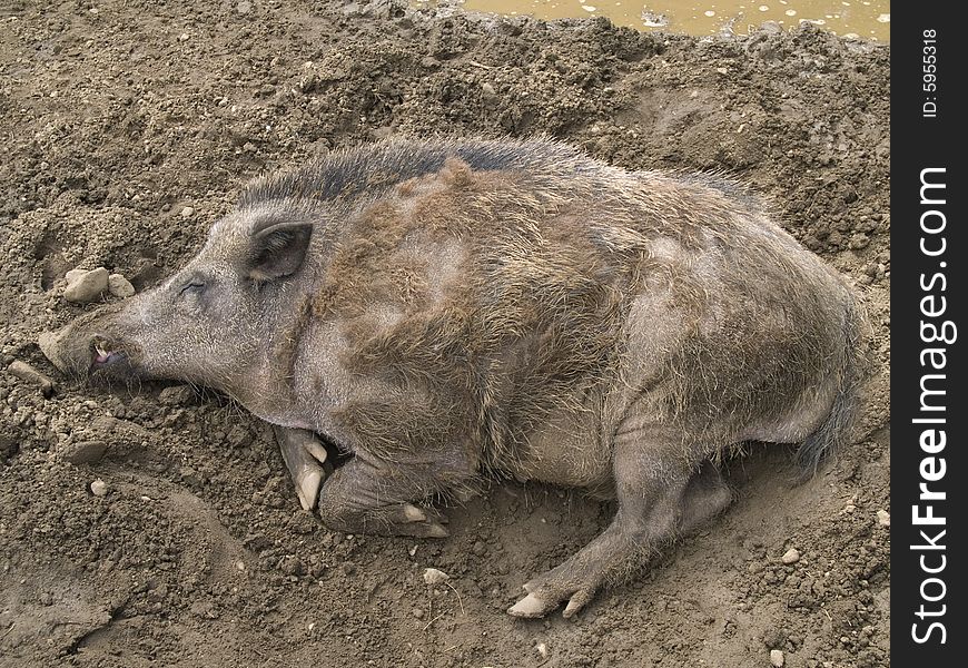 Wild Boar sleeping in a mud