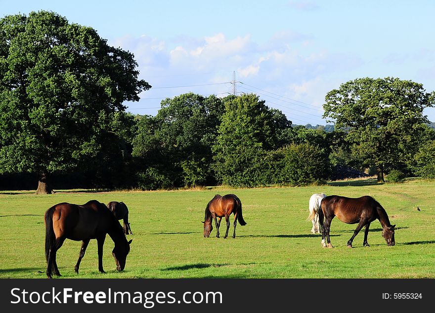 A shot of some horses on a summers evening