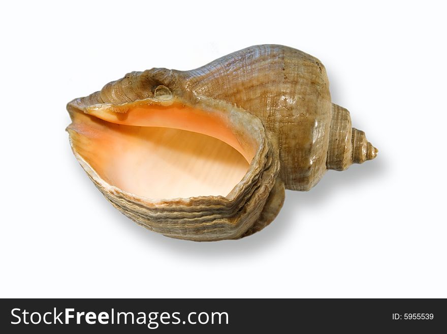 Clam-shell rapana -- a sea symbol