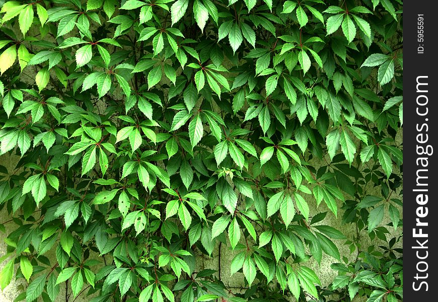 The wall with green leaves of climbing plant. The wall with green leaves of climbing plant