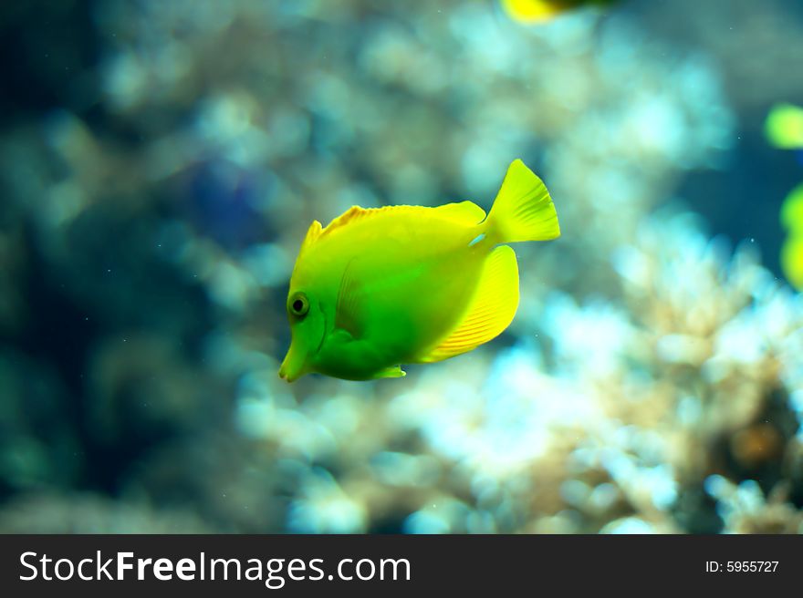 Yellow fish floating in aquarium