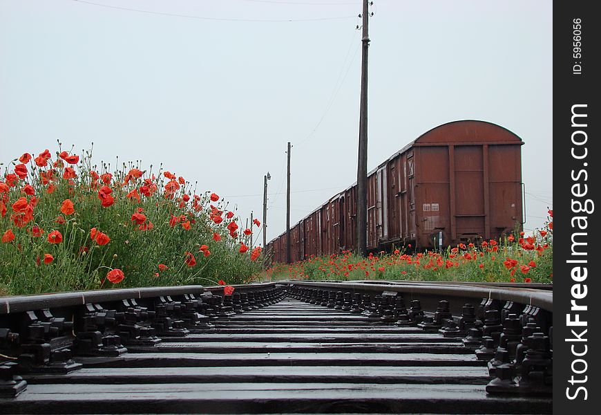 Railway Poppies