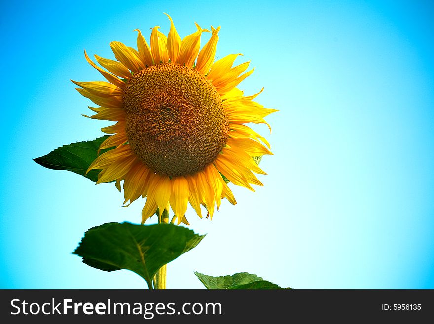 An image of a sunflower on background of blue sky. An image of a sunflower on background of blue sky